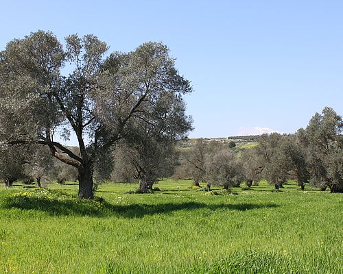 Bäume und Wiesen - Kamilari im Frühling