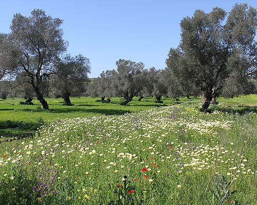 Landschaft von Kamilari im Frühling