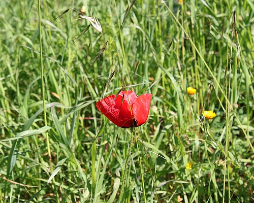 Mohnblume - Kamilari auf Kreta