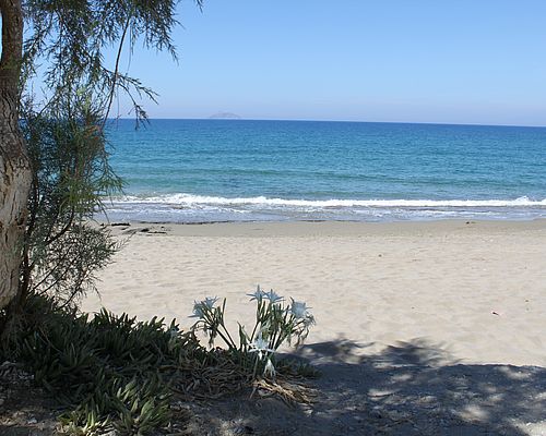 Strandlilien am Sandstrand von Kalamaki