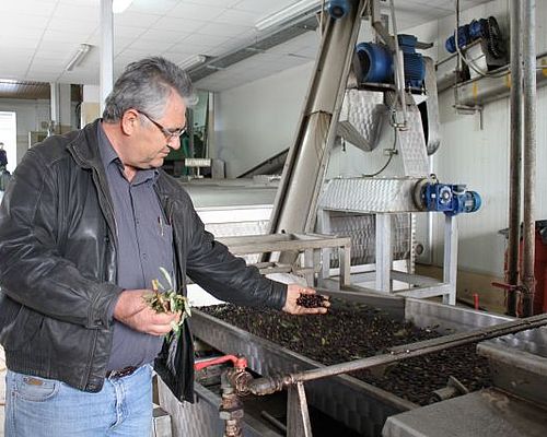 Thanasis prüft Oliven im Pressverfahren