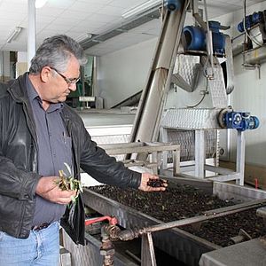 Thanasis prüft Oliven im Pressverfahren