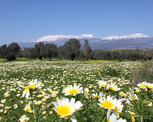 Frühlings-Blumenwiese - Kamiliari auf Kreta
