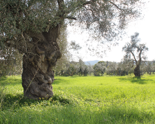 Verwurzelter Baum auf einer Wiese - Kamilari auf Kreta