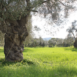 Verwurzelter Baum auf einer Wiese - Kamilari auf Kreta