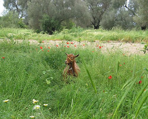 Ziege im Gras - Frühling auf Kalamaki / Kreta