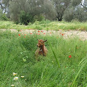 Ziege im Gras - Frühling auf Kalamaki / Kreta