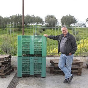 Kisten mit Oliven für Olivenöl - Thanasis