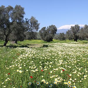 Blumenwiese im Frühling - Kamilari auf Kreta