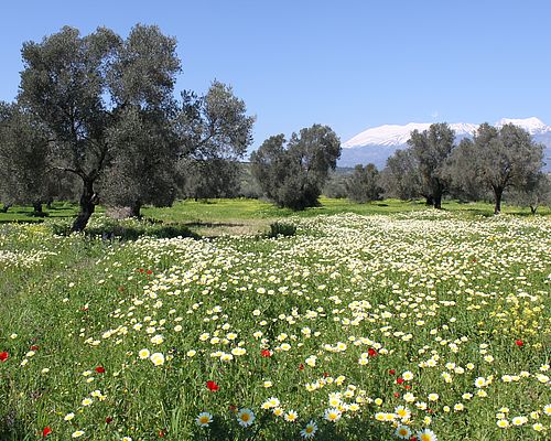 Blumenwiese im Frühling - Kamilari auf Kreta