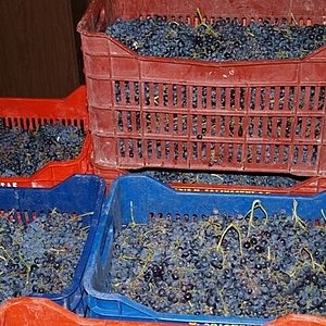 Weintrauben für Rotwein - KALAMAKI HOLIDAYS