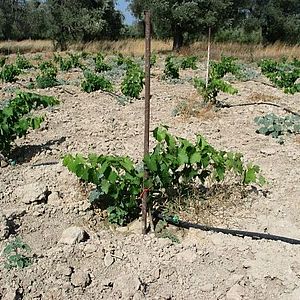 Wein in Kreta- KALAMAKI HOLIDAYS