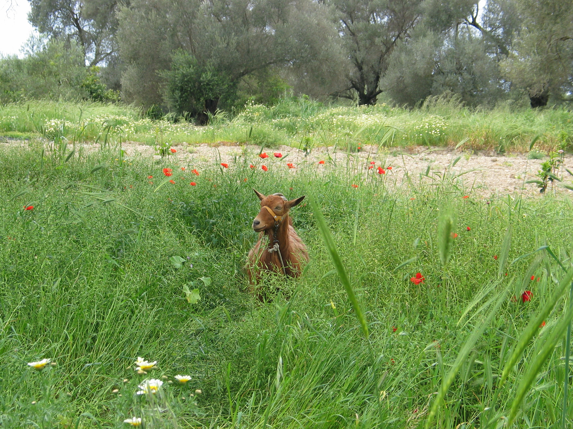 Ziege im Gras - Frühling auf Kalamaki / Kreta